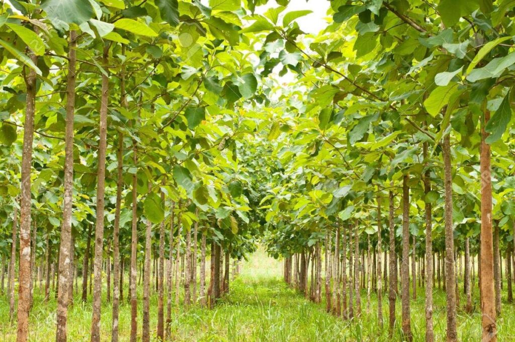 Sangwan Wood