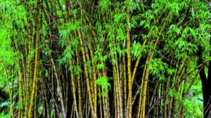 Bamboo Business
