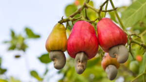 Cashew Plants