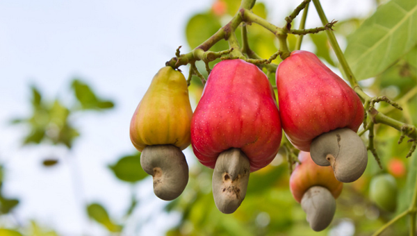 Cashew Plants