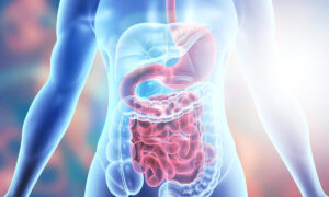 Digestive-System