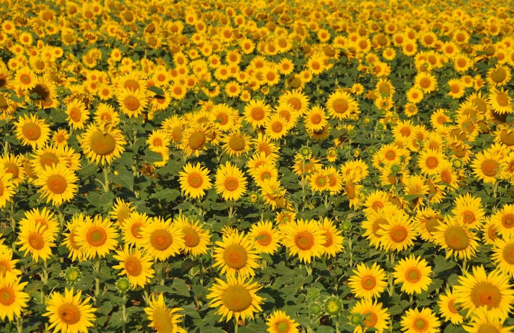 Sunflower