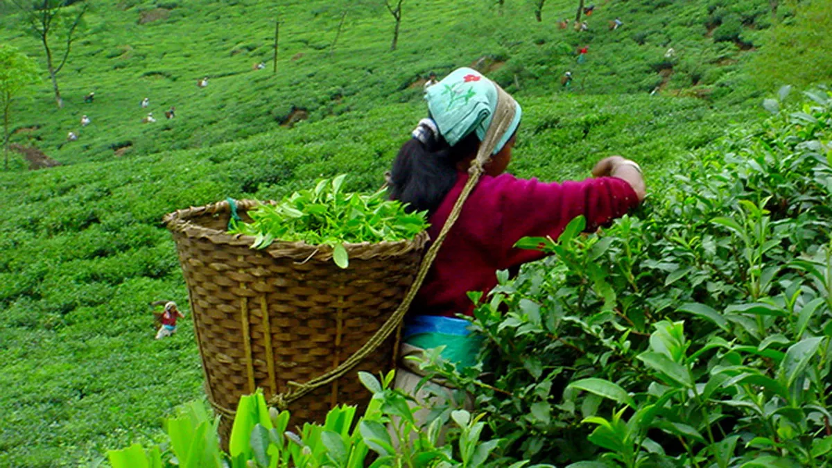चाय बोर्ड ने सर्दियों में विनिर्माण इकाइयों को बंद करने का दिया आदेश