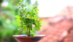 Vastu-tips-for-placing-tulsi-plant-at-home-FB-1200x700-compressed