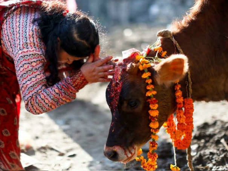 दीपावली : गौ पूजन- भारतीय संस्कृति में गाय