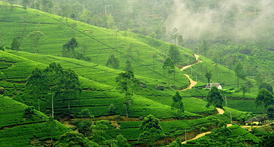 श्रीलंका के चाय बागान क्षेत्रों में 10 हजार मकानों का निर्माण करेगा भारत