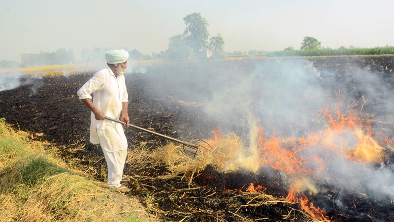 पंजाब और हरियाणा में इस वर्ष पराली जलाने के मामलों में गिरावट: पर्यावरण मंत्रालय