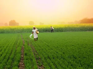 agriculture-getty