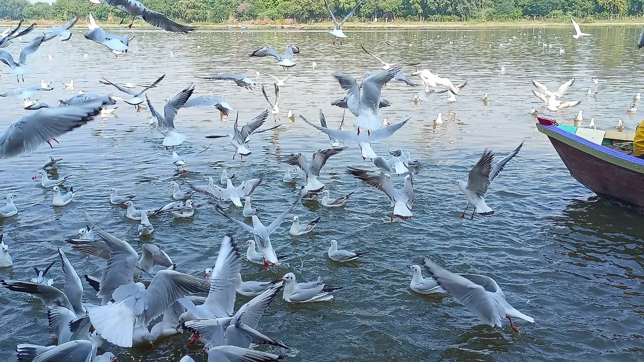 पंजाब: हरिके आर्द्रभूमि पहुंचे 40 से 50 हजार प्रवासी पक्षी