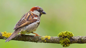 World-Sparrow-Day-2023_Janpanchayat-hindi-blogs