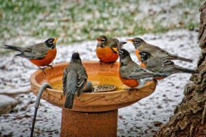 thirsty-birds