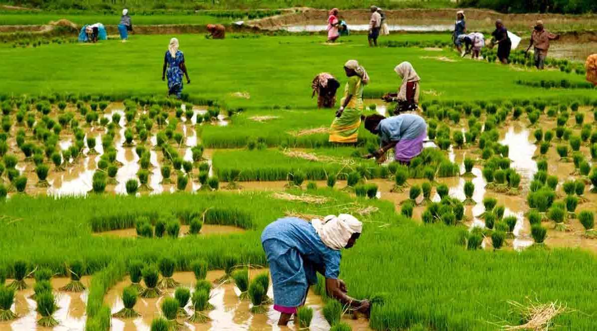 पश्चिम बंगाल में किसानों की आय में कई गुना वृद्धि हुई: कृषि मंत्री