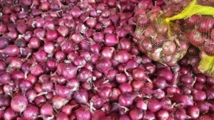 onion-price