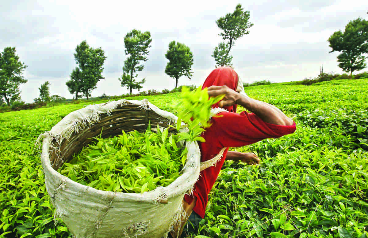 असम: लखीमपुर के छोटे चाय उत्पादक जमीन पर अधिकार चाहते हैं