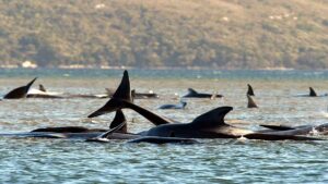 Whales are seen stranded on a sandbar near Strahan