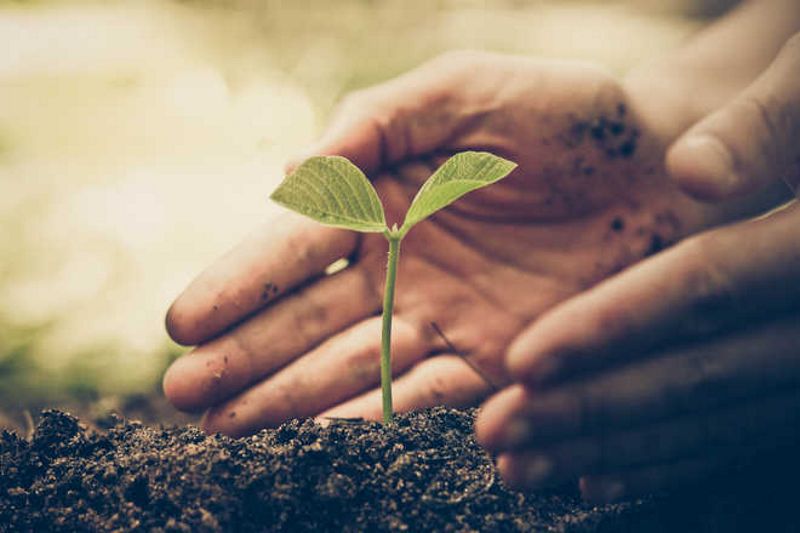 पर्यावरण जागरूकता के लिए ‘ग्रीन बूथ’ पर मतदाताओं को भेंट किए गए 1500 से अधिक पौधे