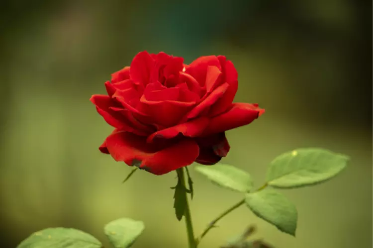 सेहत से भरपूर है: गुलाब का फूल
