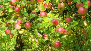 apple-farming-1