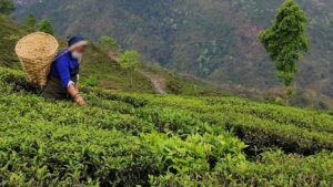 TEA-FARMS-22-1-2024