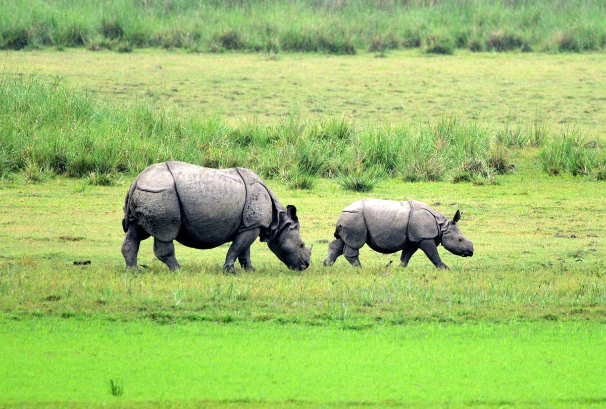 विश्व गैंडा दिवस के अवसर पर गैंडों की रक्षा की अपनी प्रतिबद्धता दोहराएं: प्रधानमंत्री मोदी