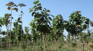 m-2022-07-Sagaun-ki-kheti-se-crore-rupaye-ki-kamai-Teak-Plants