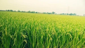 paddy-field-70