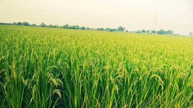 गोवा में धान की खेती को बढ़ावा देने के लिए किसानों को दी जा रही हैं रियायतें