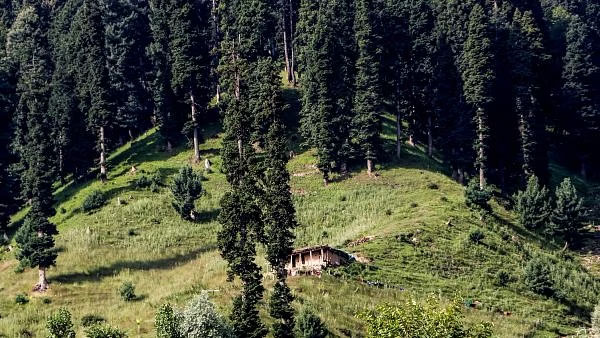 ग्लोबल ट्री असेसमेंट रिपोर्ट के अनुसार खतरे में वृक्ष प्रजातियां।