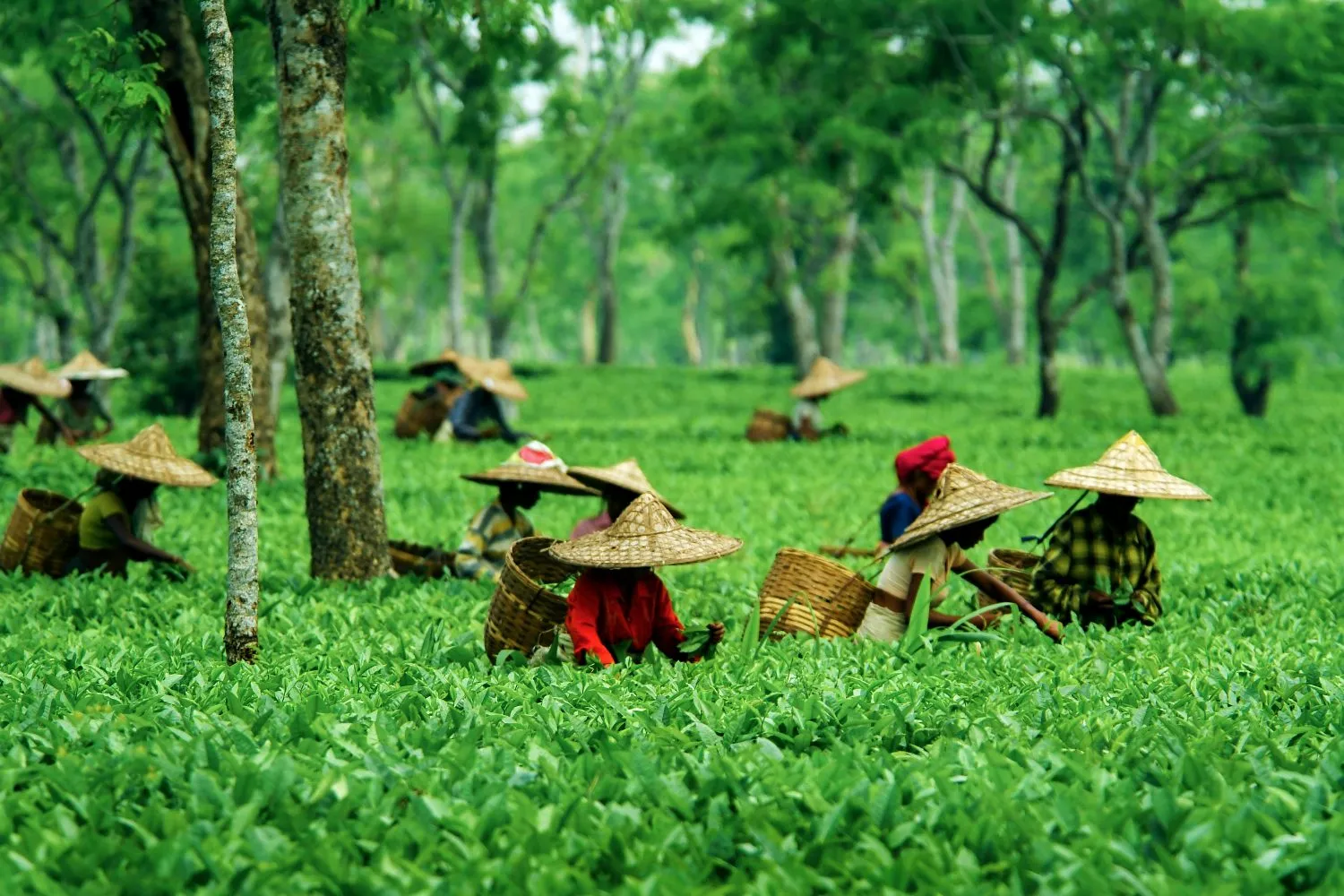 Assam-Tea-Garden