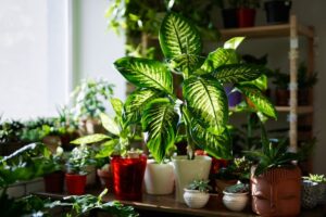 A-variety-of-green-artificial-plants-for-home-decor_0_1200