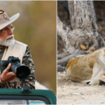pm-modi-announces-asiatic-lion-population-estimation