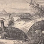 Information-Charles-Darwin-Island-Giant-Tortoise