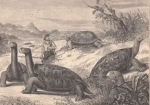 Information-Charles-Darwin-Island-Giant-Tortoise