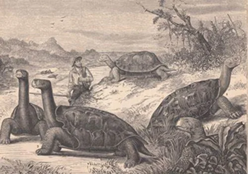 Information-Charles-Darwin-Island-Giant-Tortoise