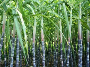 sugarcane-fair-price-hiked-to-rs-355-a-quintal