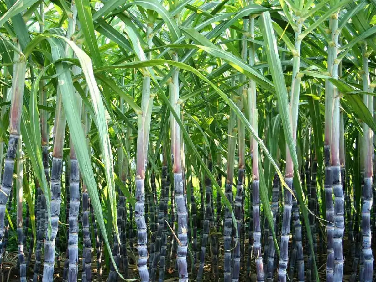 sugarcane-fair-price-hiked-to-rs-355-a-quintal