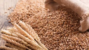 wheat-1
