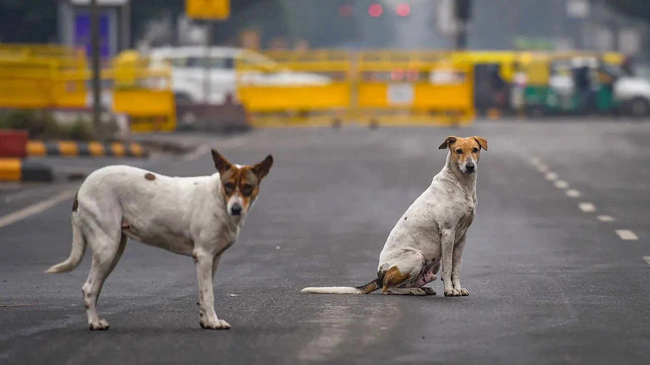stray-dogs-2