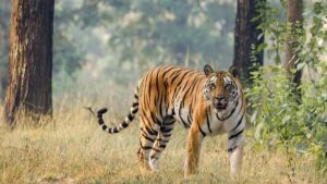 tiger-conservation-1753718757705-1200x675