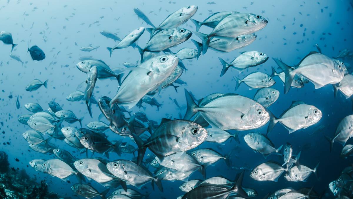 fish2