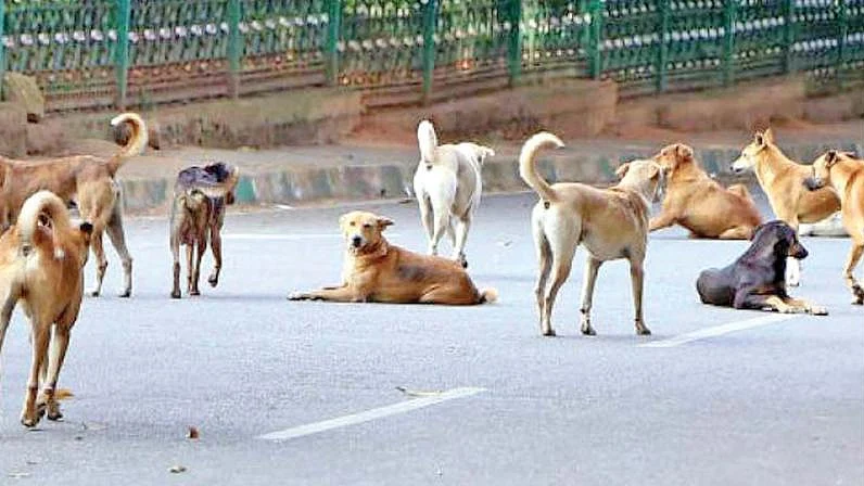 navjivanindia_2018-05_6713f434-d64d-435a-8007-8a64de909c86_stray_dogs