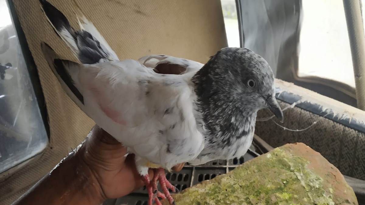 19_08_2025-pakistani_pigeon_24017658