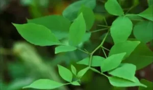 Bel-Patra-Benefits_V_jpg--442x260-4g