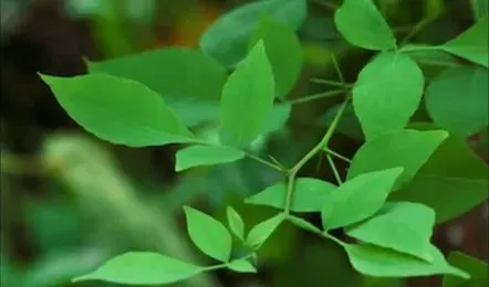 Bel-Patra-Benefits_V_jpg--442x260-4g