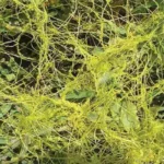 amarbel-benefits-and-side-effects