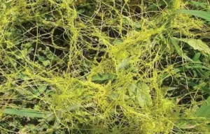 amarbel-benefits-and-side-effects