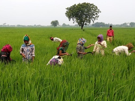 Labourers remove dried grass from a rice field on the outskirts of Ahmedabad