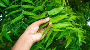 v64vm0rg_how-to-apply-neem-on-hair_625x300_07_March_24