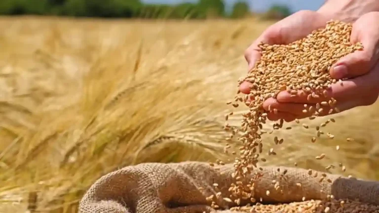 gehu-nyuntam-samarthan-mulya-MSP-768x432