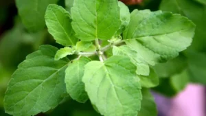 tulsi-leaves-for-home-remedies_625x350_51470995062